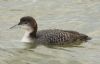Great Northern Diver at Southend Pier (Steve Arlow) (119932 bytes)